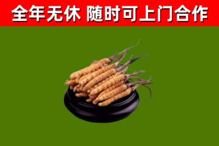 东莞回收散虫草